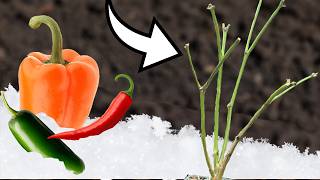 OverWinter Your Pepper Plants In Any Climate [upl. by Verla510]