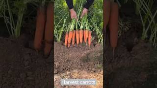 Harvest carrots [upl. by O'Callaghan42]