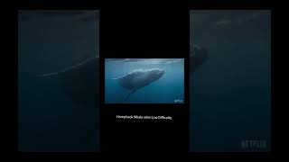 Mosasaurus vs all Whales livyatan mosasaurus shorts shortvideo whales bluewhale spermwhale [upl. by Ecinhoj]