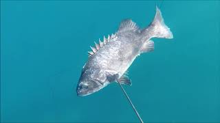 SPEARFISHING IN AZORES  TERCEIRA ISLAND  Catch of Wreckfish Cherne [upl. by Lenej]