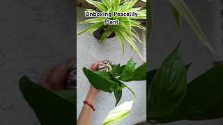 Unboxing Live Plant Nurserylive [upl. by Martreb301]