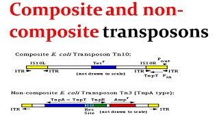 Composite and noncomposite transposons [upl. by Kerns723]