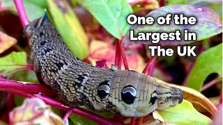 The Elephant Hawkmoth Caterpillar  One of The Largest In The UK [upl. by Apul]