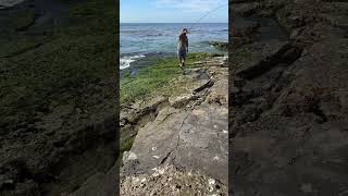 Catching White Sea bass from shore in Northern California fishing fishingvideo fishingtechniques [upl. by Mailli]