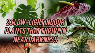 23 LowLight Indoor Plants That Thrive in Near Darkness [upl. by Hinson]