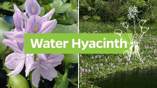 Water hyacinth Pontederia crassipes  Plant Identification [upl. by Aleedis]