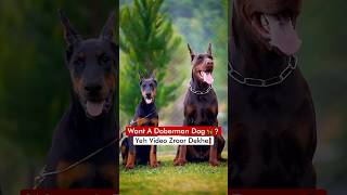 Want A Doberman Dog 🦮❓ Yeh Video Zroor Dekhe❗️ [upl. by Maya403]