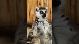 5 Amazing Facts About Ring Tailed Lemurs 2024 10 23 [upl. by Eisele]