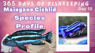 How to Maingano Cichlid  Care Guide [upl. by Ardnalahs795]