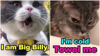 These Cats Can Speak English Better Than Hooman 😸 Funny Cats Compilation [upl. by Clea427]