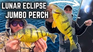 Lunar Eclipse JUMBO Perch Catch Clean Cuisine [upl. by Aninotna]