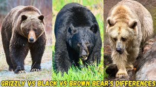 Grizzly Bear Vs Black Bear Vs Brown Bear Differences [upl. by Lumbye]