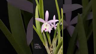 Cattelya Fredna Laelia lundii x Cattleya loddigesii [upl. by Elacsap]