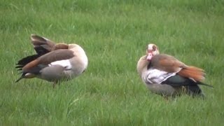 NijlganzenEgyptische Ganzen gespot in een weiland aan de Moergestelseweg in Oisterwijk [upl. by Eillod435]