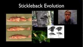 Stickleback Evolution [upl. by Varion]