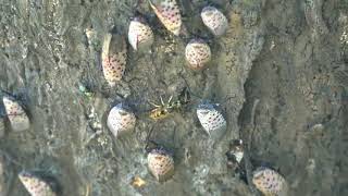 Stinging insects feed on spotted lanternfly honeydew [upl. by Euqina]