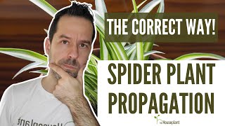 Spider Plant Propagation The Correct Way [upl. by Betsey]