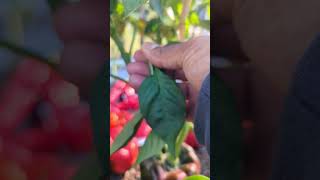 This is Stopping your Peppers From Turning Ripe  Do This NOW  tips gardening garden [upl. by Enilrem63]