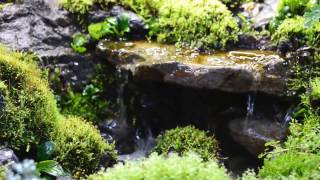 Waterfall in paludarium [upl. by Veda892]