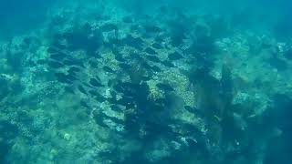 A School of Surgeonfish at Looe Key Reef [upl. by Rimat]