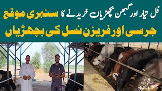 How to Start Dairy Farm Business in Low Budgetdairy Farm Business Profit and Loss [upl. by Reamonn]