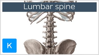 Lumbar Spine Anatomy and Function  Human Anatomy  Kenhub [upl. by Einallem]