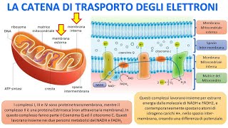 LA RESPIRAZIONE CELLULARE  La catena di trasporto degli elettroni [upl. by Sudoeht290]