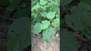 Seedlings of Haldina cordifolia in Rourkela Forest Division Odisha [upl. by Ecinert108]