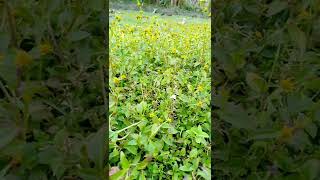 Toothache Flower Plant  Paracress Flower  Electric Daisy  Farhad Ahmed Shorts [upl. by Ennyletak]