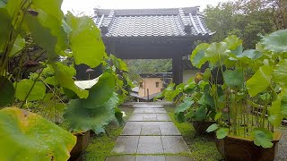 4K Kamakura Walk  A Foggy Morning in Nikaido [upl. by Latta]