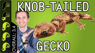 Knobtailed Gecko The Best Pet Lizard [upl. by Latham550]