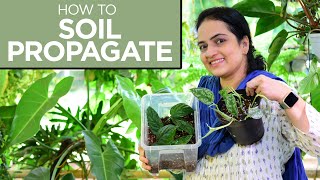 How to Propagate plants in soil or soilless mediums  Tips amp Tricks [upl. by Llehsem]