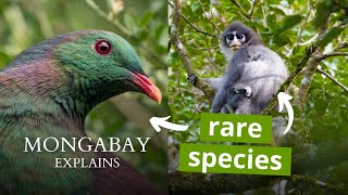 What is an endemic species  Mongabay Explains [upl. by Eleahcim293]