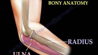 Anatomy Of The Elbow Animation  Everything You Need To Know  Dr Nabil Ebraheim [upl. by Isleen]