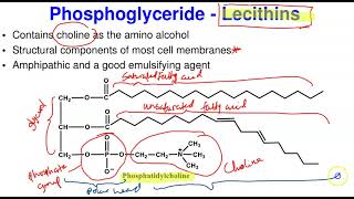 Complex Lipids amp Biological Membrane [upl. by Gnuhc]