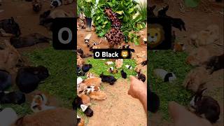 O Black 🦁 pets alegriapet animals humor agoraequesaoelas amiguinhospet funny [upl. by Yspyg]