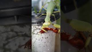 Praying mantis eating cockroach p3 insectbehavior insecteating insect [upl. by Ibur]