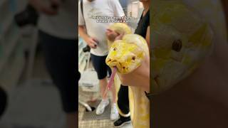 Warum züngeln Schlangen Und wie nutzen sie ihre gespaltene Zunge 🤔🐍 tierwissen [upl. by Ailemak]