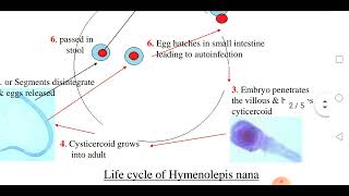 Hymenolepis nana بالعربية [upl. by Flosi960]