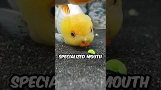 How the Ranchu Goldfish Eat thegoldfat shorts ranchu goldfish fish animals [upl. by Eevets]