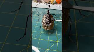 Mormolyce phyllodes commonly known as the violin beetle music shortvideo taxidermy foryou [upl. by Maritsa]