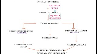 CSF CIRCULATION [upl. by Whit979]