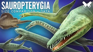 PLESIOSAURS and other Sauropterygians size comparison and data [upl. by Chiles]