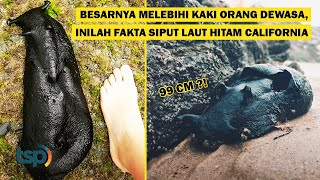 ENG SUB With Bigger Feet Than an Adult Human Here are Some Facts About the Black Sea Slug [upl. by Nagear]