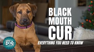 Black Mouth Cur  Guide for Cur Dog Owners [upl. by Theurich175]