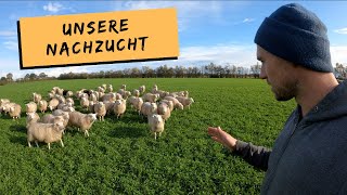 Unsere Nachzucht  Neuen Pickup gekauft  DEICHVLOG 61 [upl. by Selima504]