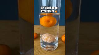 DIY Mandarinen Experiment funforkids kindergarten experiment diy kidscrafts science forkids [upl. by Odnamla571]