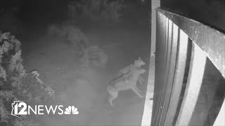 Surveillance video captures moments before coyotes attack dog in Ahwatukee [upl. by Aara956]