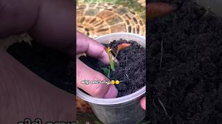 ഇതൊക്കെ Try ചെയ്ത് നോക്കിയിട്ട് support ചെയ്യാം diy gardening rose roserooting gardenideas tip [upl. by Lema926]