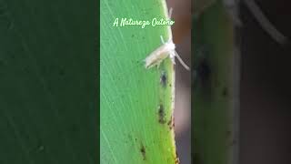 💫 este inseto é lindo mas diferente de outros insects nature viral [upl. by Hluchy294]